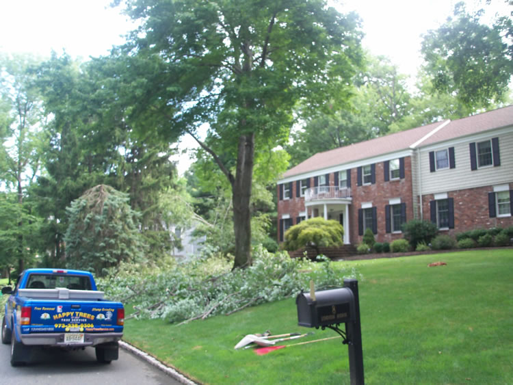 tree trimming