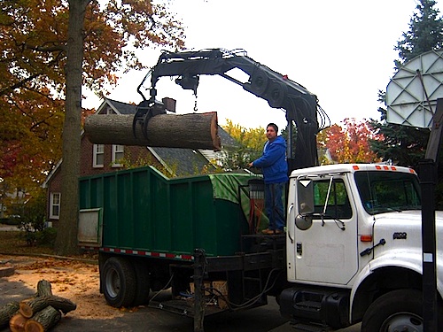 tree removal