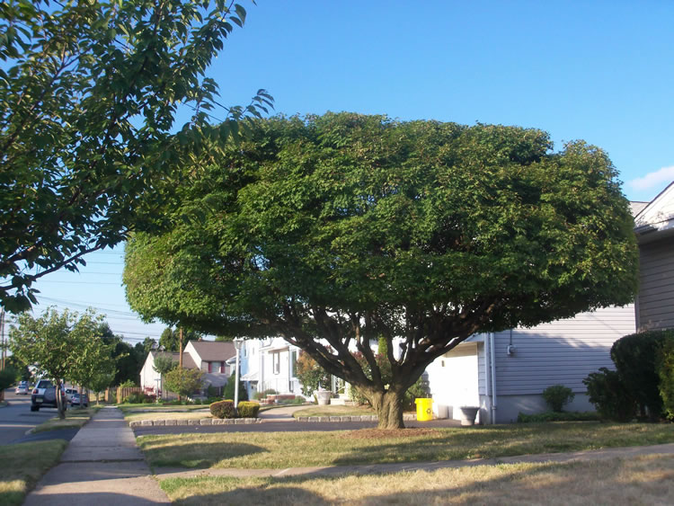 tree service